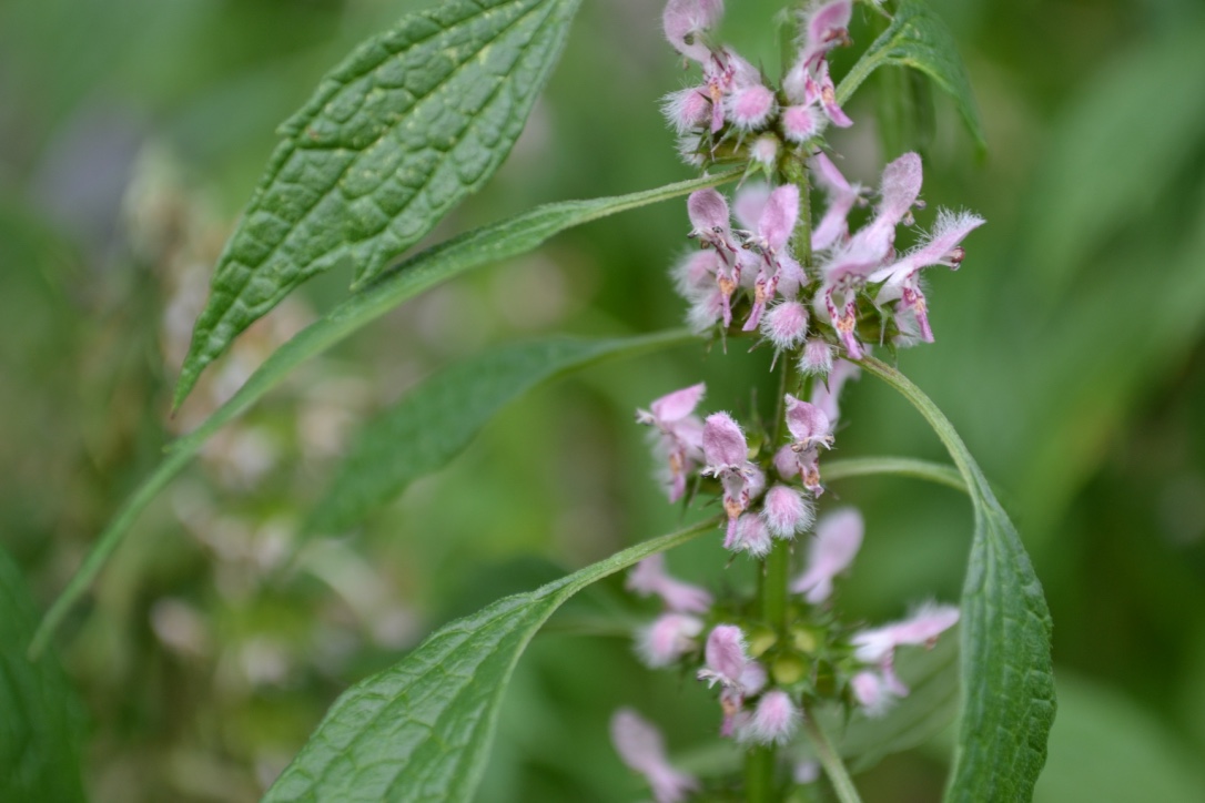 Creating a Local Materia Medica With Motherwort | Herbal Academy | Motherwort is a large, tough plant, but has the ability to soothe and balance the body. Learn the many uses of this plant for your local materia medica!