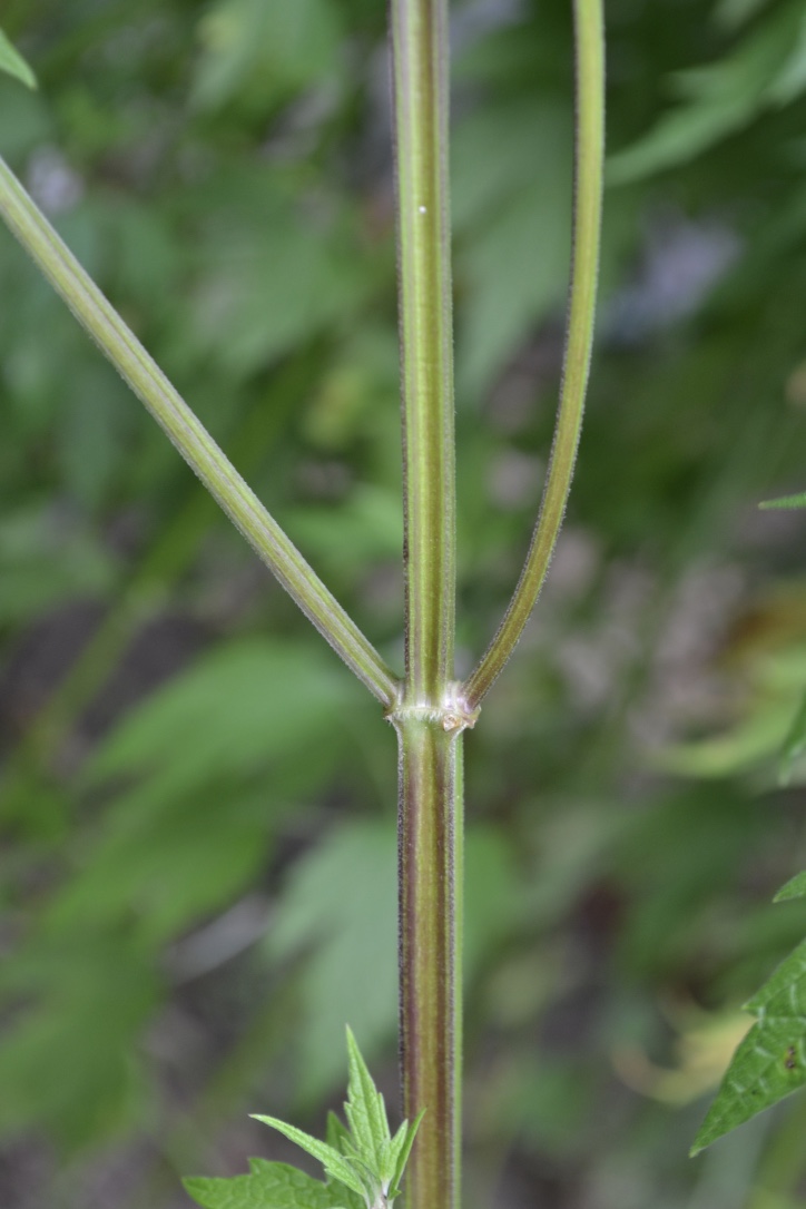 Creating a Local Materia Medica With Motherwort | Herbal Academy | Motherwort is a large, tough plant, but has the ability to soothe and balance the body. Learn the many uses of this plant for your local materia medica!