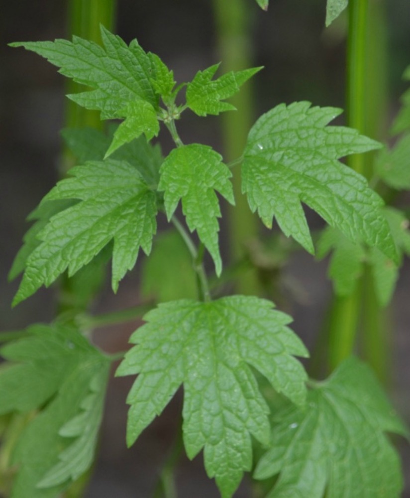 Creating a Local Materia Medica With Motherwort | Herbal Academy | Motherwort is a large, tough plant, but has the ability to soothe and balance the body. Learn the many uses of this plant for your local materia medica!