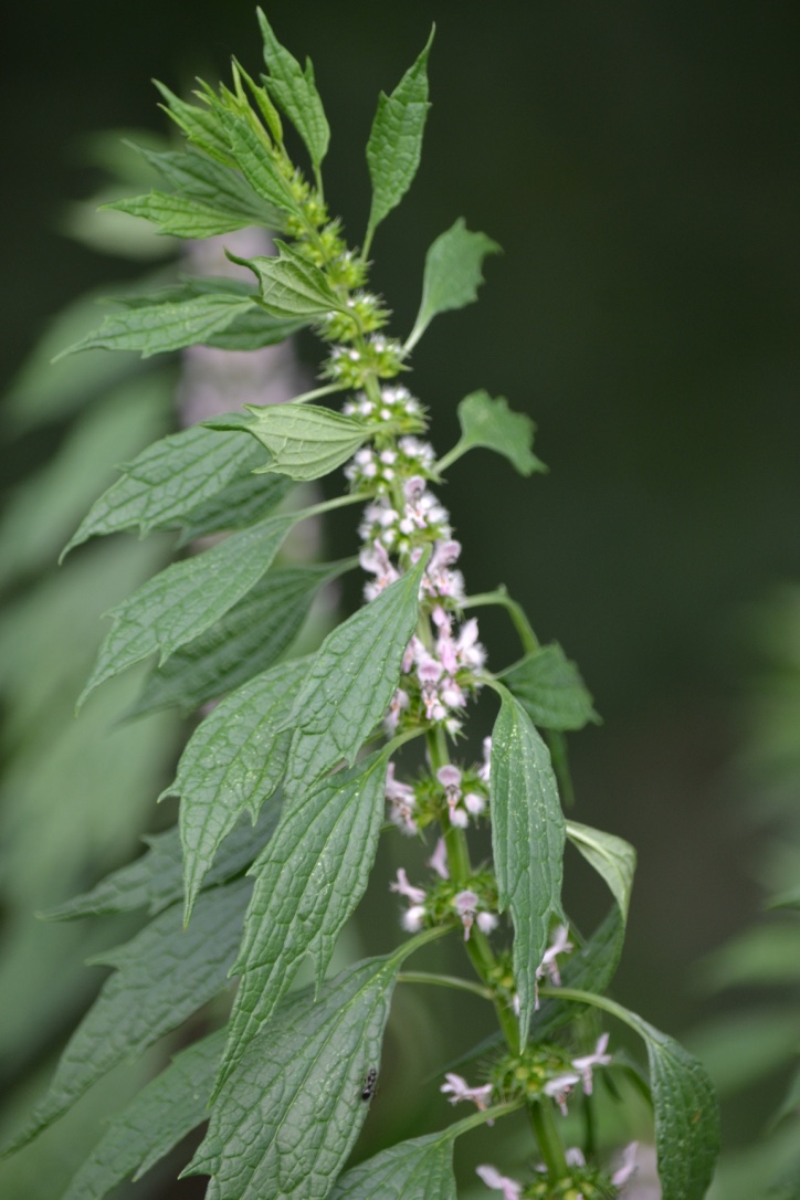 Creating a Local Materia Medica With Motherwort | Herbal Academy | Motherwort is a large, tough plant, but has the ability to soothe and balance the body. Learn the many uses of this plant for your local materia medica!