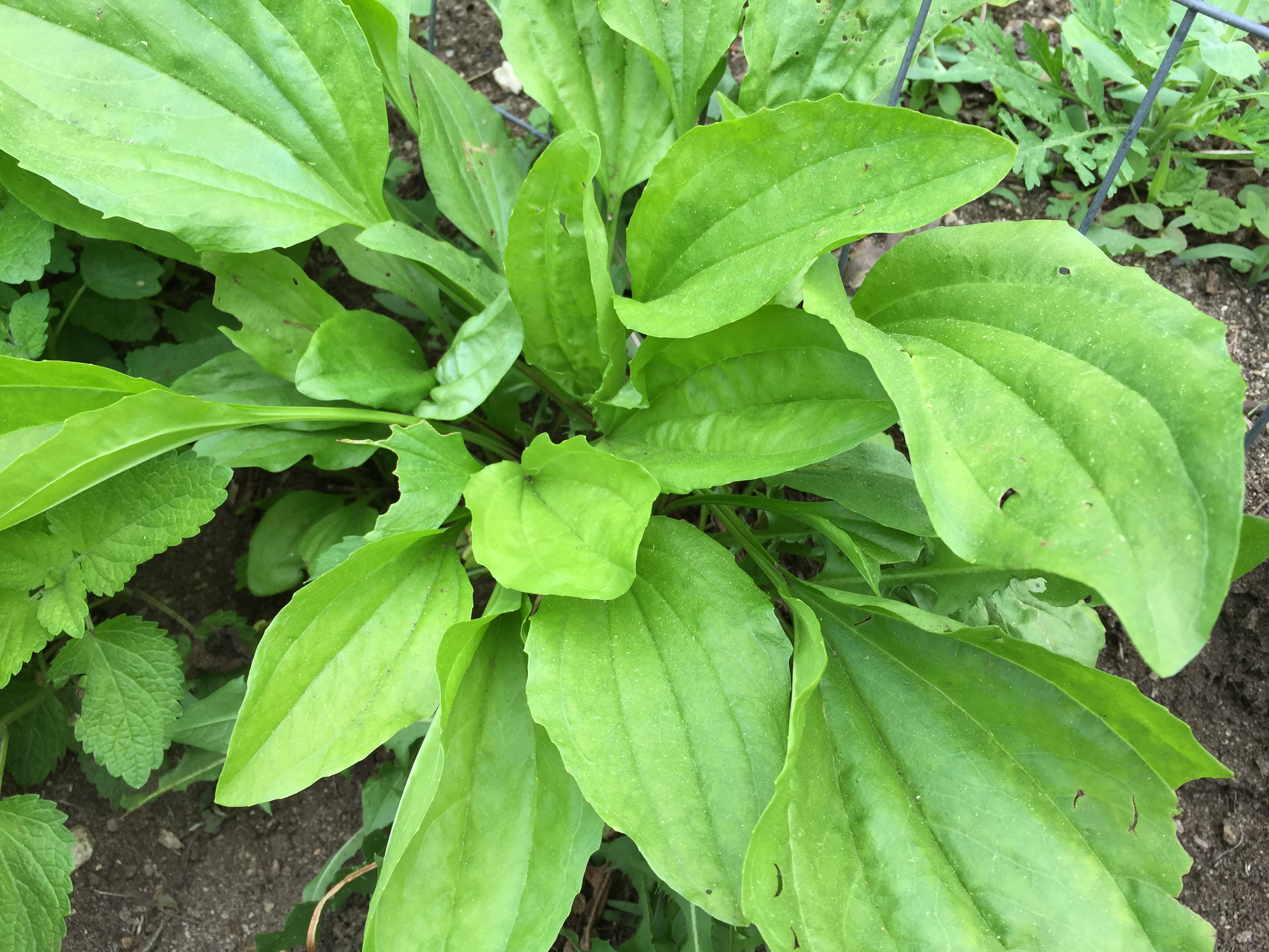 Create A Local Materia Medica With Plantain | Herbal Academy |Plantain, with its edible and medicinal uses and widespread availability, is a fantastic addition to your local materia medica list. 