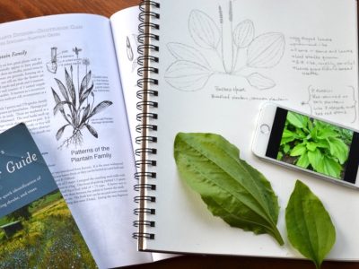 Create A Local Materia Medica With Plantain | Herbal Academy |Plantain, with its edible and medicinal uses and widespread availability, is a fantastic addition to your local materia medica list.
