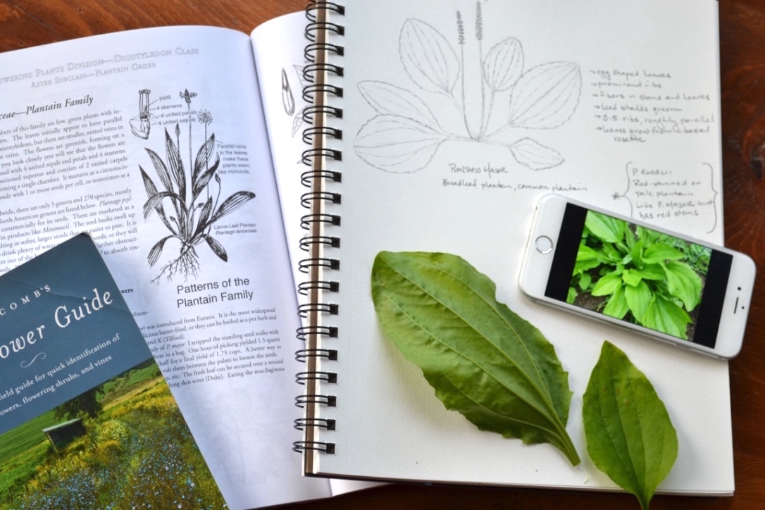 Create A Local Materia Medica With Plantain | Herbal Academy |Plantain, with its edible and medicinal uses and widespread availability, is a fantastic addition to your local materia medica list.