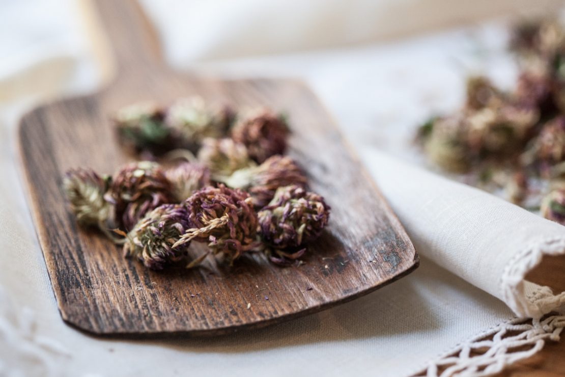 Is Red Clover Safe During Pregnancy And Breastfeeding? Herbal Academy