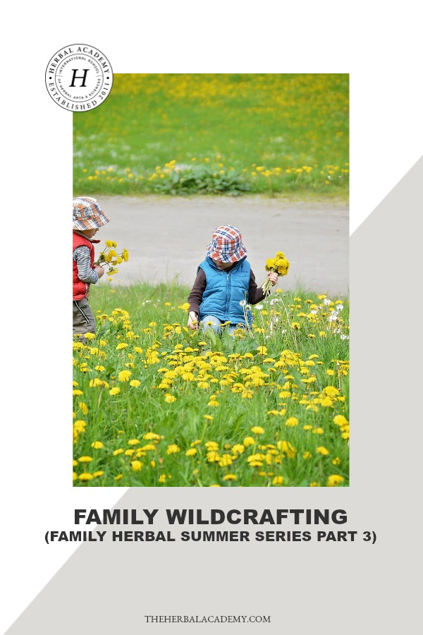 Family Wildcrafting (Family Herbal Summer Series: Part 3) | Herbal Academy | Join us on an herbal adventure as we discover the joys of family wildcrafting! Explore herbs, study what you find, and put them to use in your life!