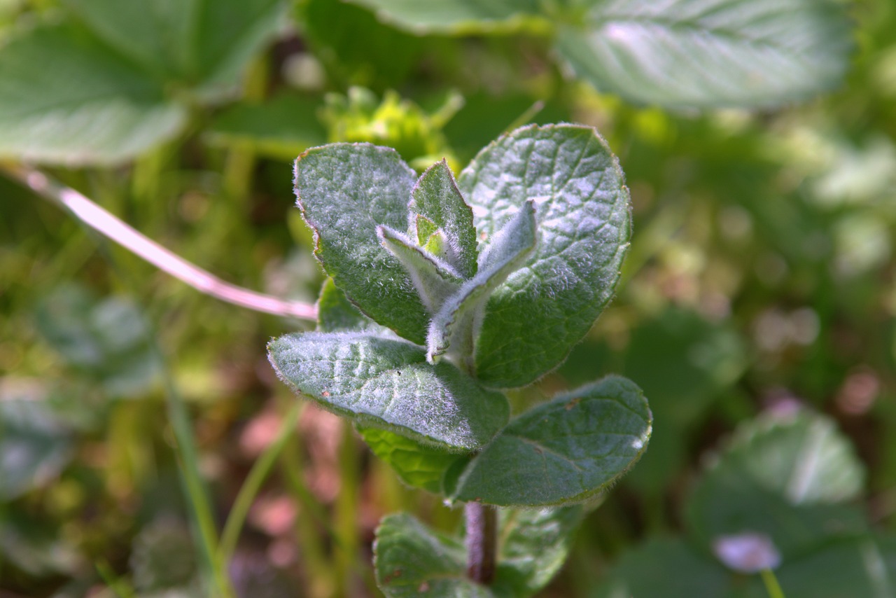 A Family Herb: Amazing Mint | Herbal Academy | The amazing mint plant is beautifully fragrant with a delightful taste. Learn the many ways you can use this plant in your home!