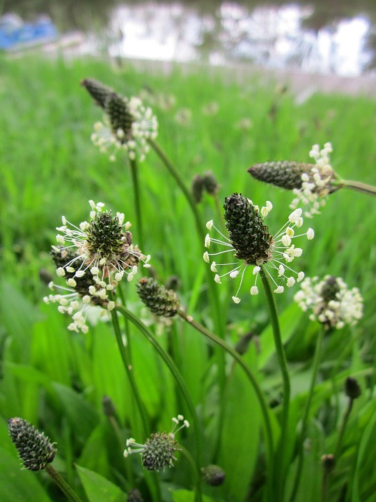 Create A Local Materia Medica With Plantain | Herbal Academy |Plantain, with its edible and medicinal uses and widespread availability, is a fantastic addition to your local materia medica list. 