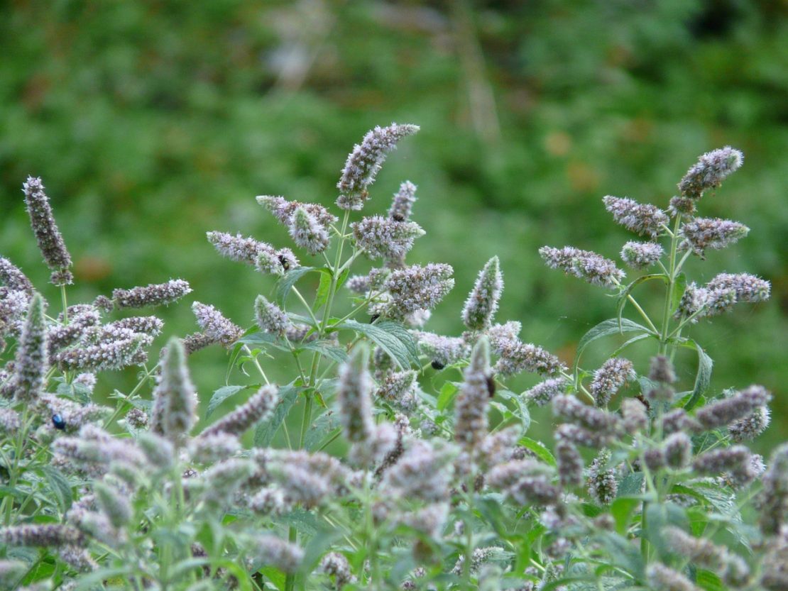 A Family Herb: Amazing Mint | Herbal Academy | The amazing mint plant is beautifully fragrant with a delightful taste. Learn the many ways you can use this plant in your home!