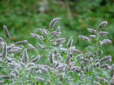 A Family Herb: Amazing Mint | Herbal Academy | The amazing mint plant is beautifully fragrant with a delightful taste. Learn the many ways you can use this plant in your home!