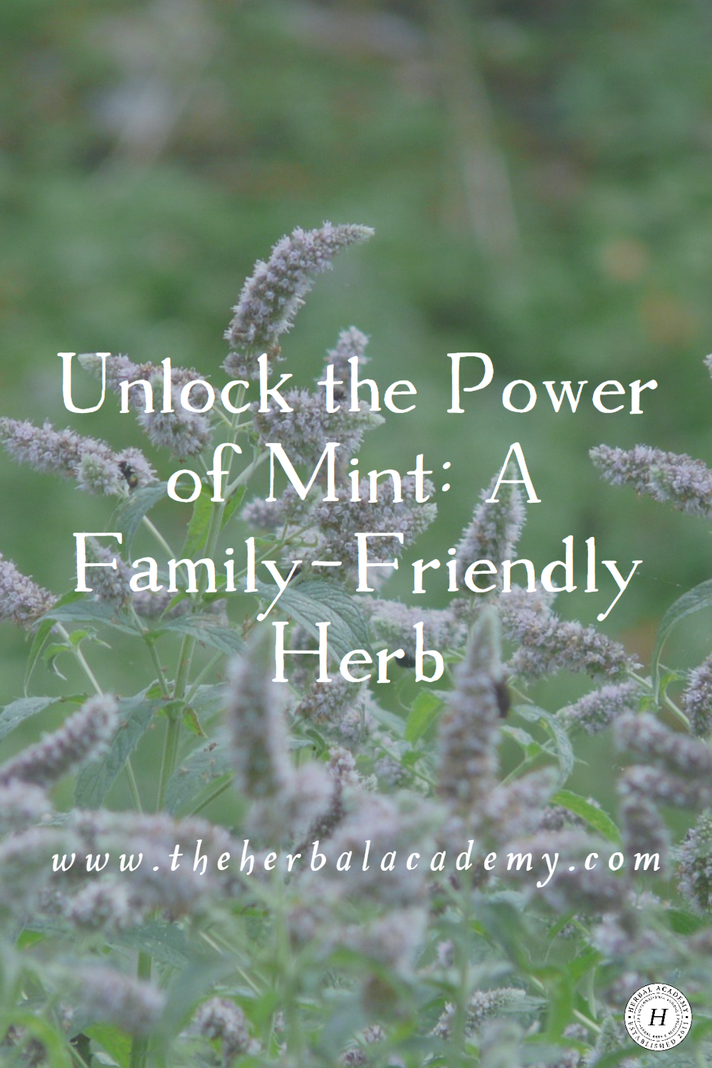 The amazing mint plant is beautifully fragrant with a delightful taste. Learn the many ways you can use this plant in your home!