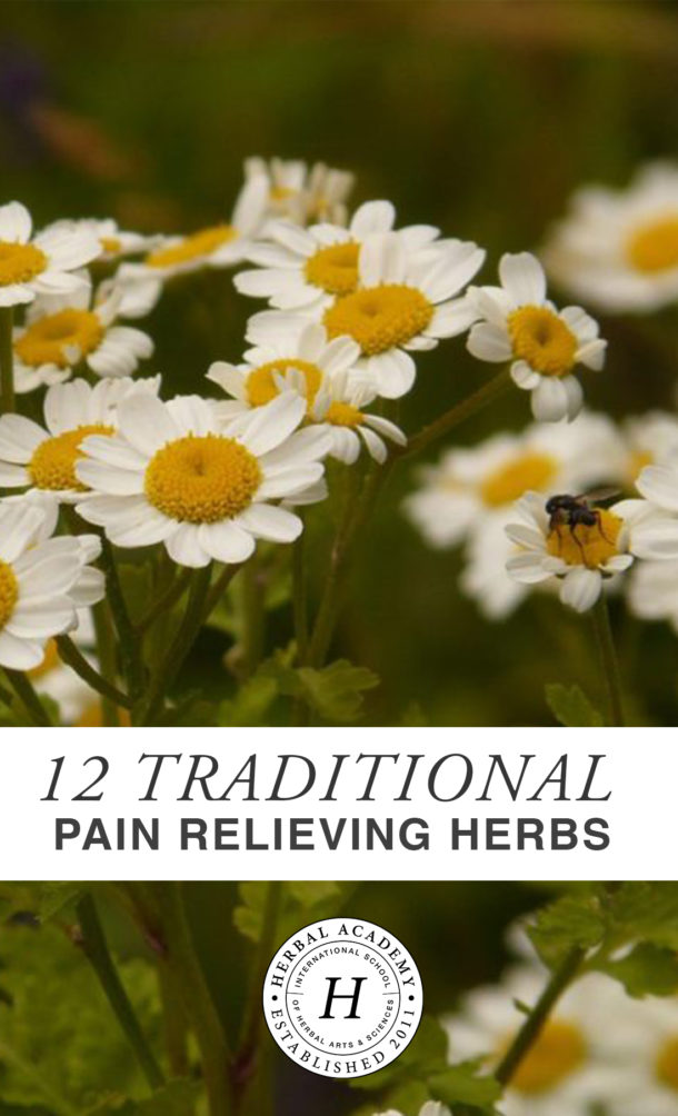 12 Traditional Pain Relieving Herbs Herbal Academy