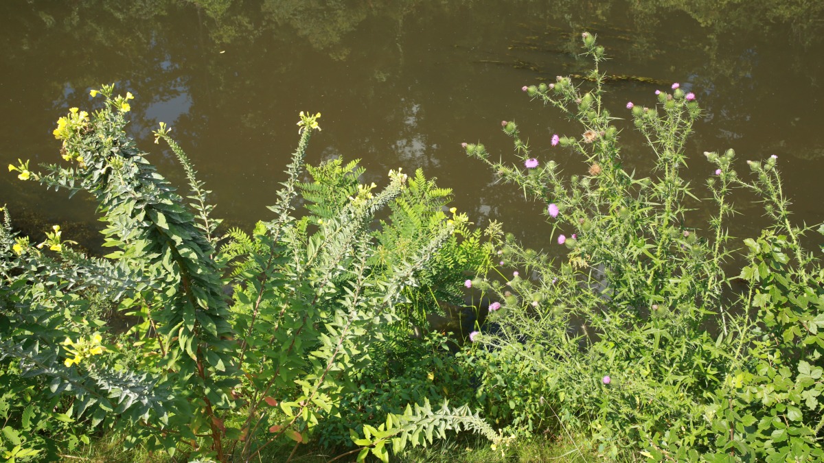 Teacher Feature: Bevin Clare | Herbal Academy | This month's teacher feature is an interview with herbalist Bevin Clare where she shares her love for herbs, teaching, and her future plans with us.