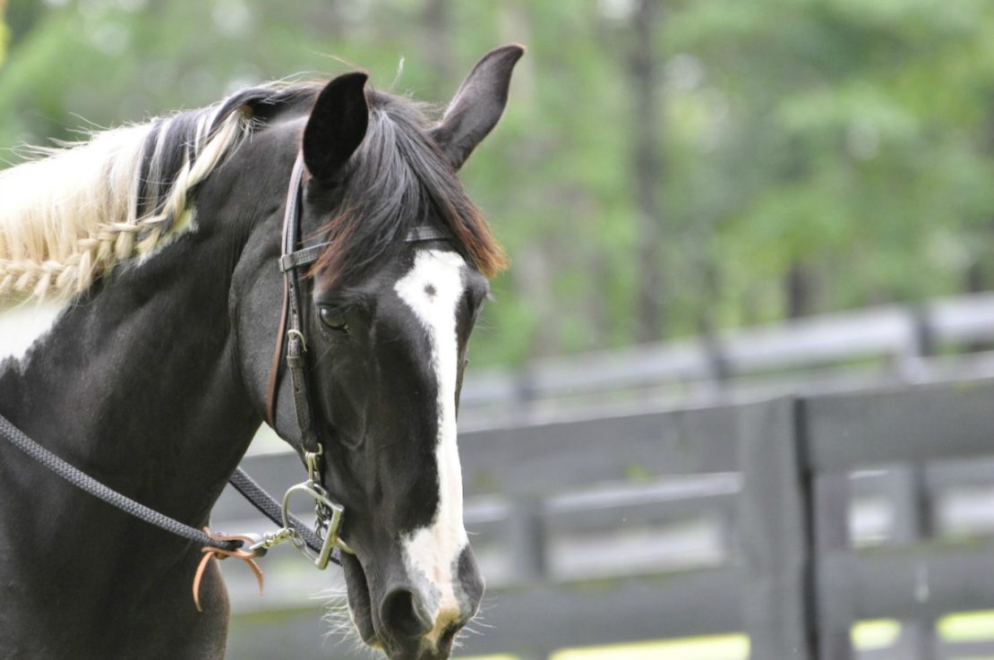 The Healing Power of Clay For Animals | Herbal Academy | Learn about the healing power of clay for animals and how to use it for insect bites, stings, and wounds.