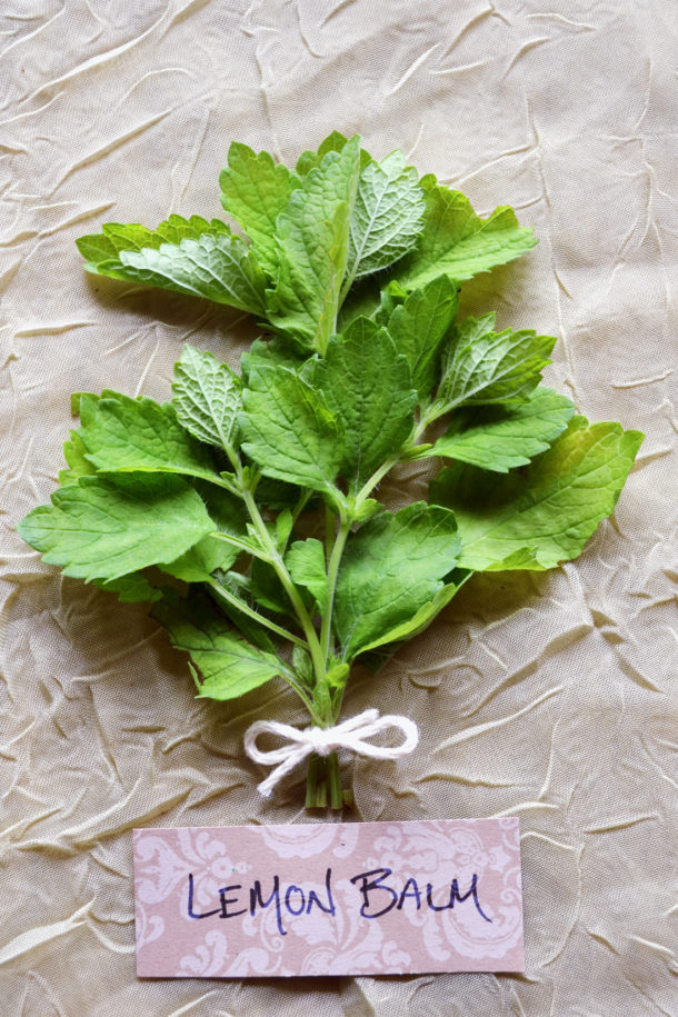 Lemon Balm The Immortal Life of Bees Herbal Academy