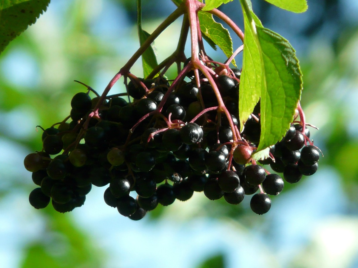 Herbal Myths, Lore, and Legends | Herbal Academy | Here's an introduction to some of our favorite herbal myths, lore, and legends. Learn the legends of 7 herbs from cultures around the world!