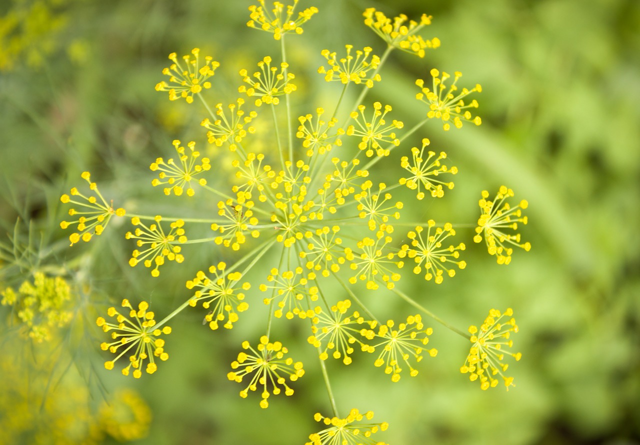 How To Use Herbs For Pickling | Herbal Academy | How to pickle the seasons harvest with herbs.