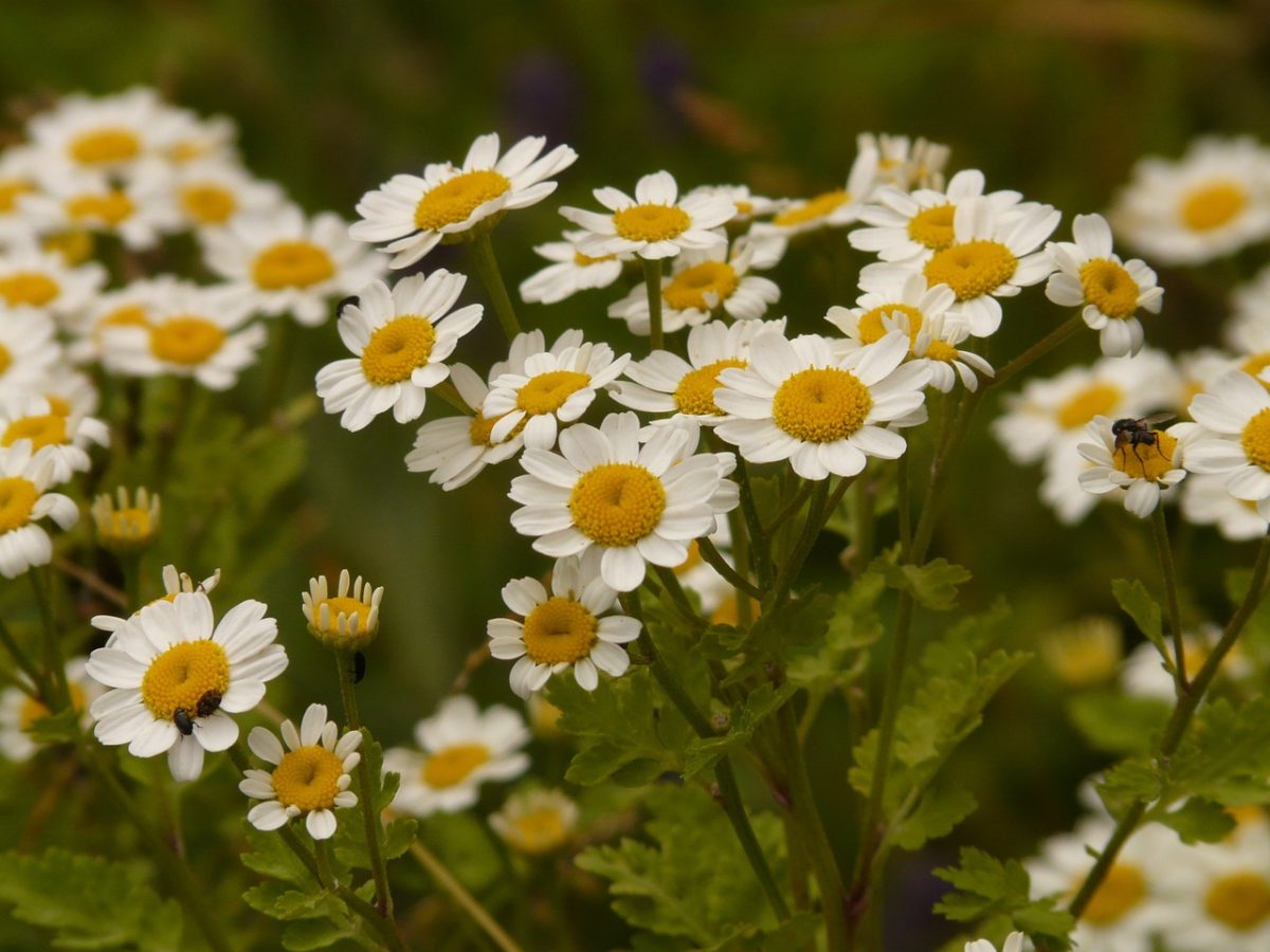 12 Traditional Pain Relieving Herbs | Herbal Academy | Curious about using herbs to bring comfort during injury? Here are twelve traditional pain relieving herbs and how herbalists approached their use.