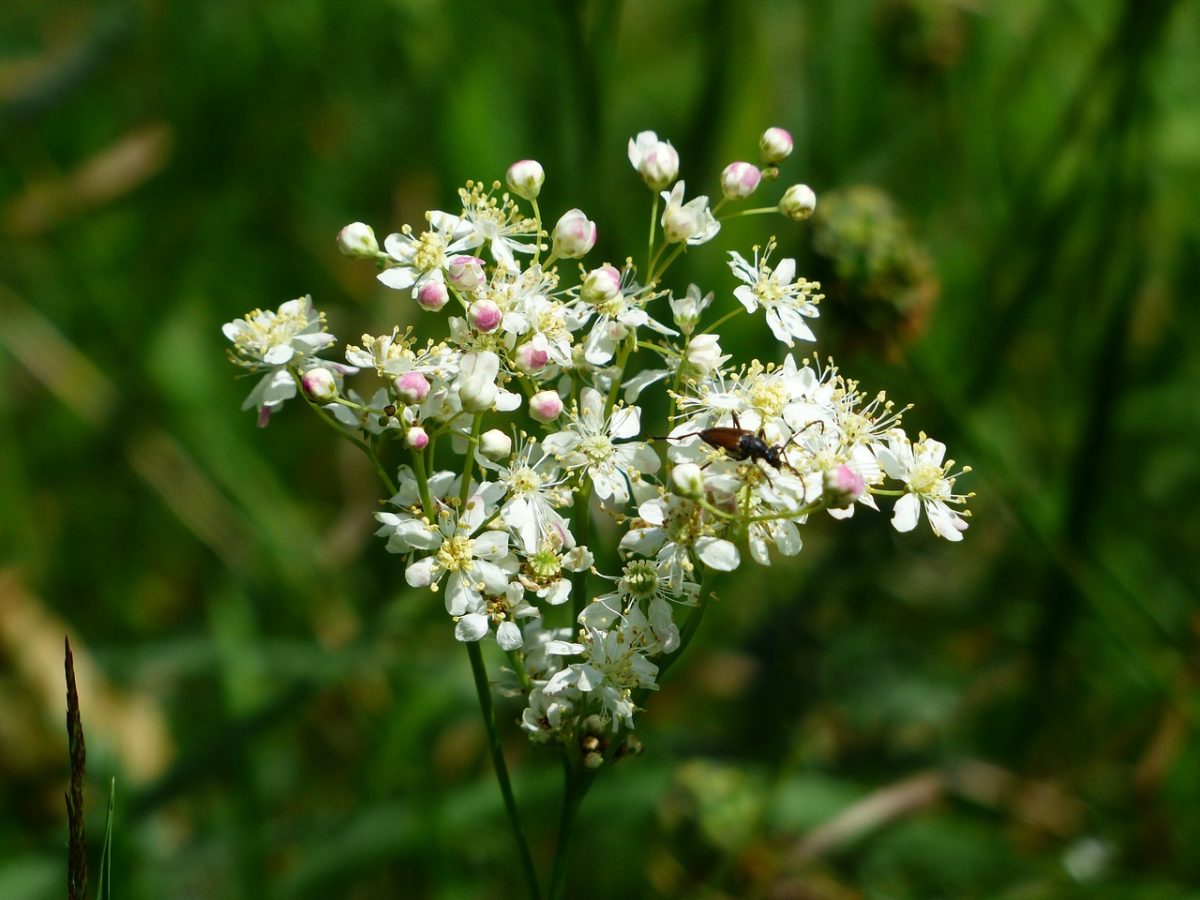 12 Traditional Pain Relieving Herbs | Herbal Academy | Curious about using herbs to bring comfort during injury? Here are twelve traditional pain relieving herbs and how herbalists approached their use.