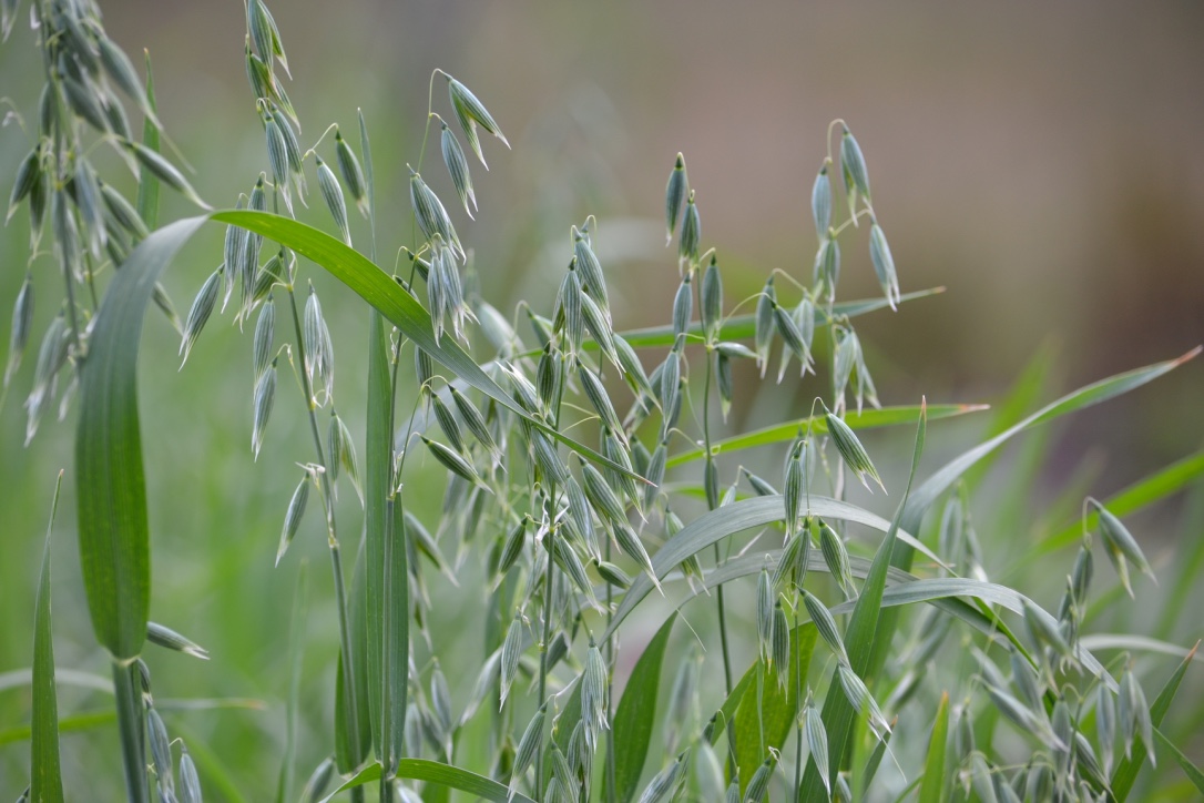thumbnail image 2 of Oatstraw Cut & Sifted (Avena Sativa) – Natural Food Grade Herb By Grassroots Herb Supply 2 of 3