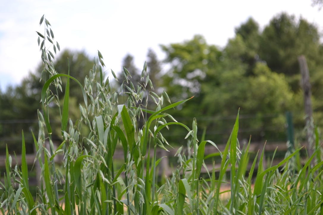 4 Tasty Avena Sativa Recipes To Try At Home | Herbal Academy | Learn when to use oatstraw and how to make it taste great with these 4 tasty Avena sativa recipes. Put oatstraw to use. We know you'll love it!