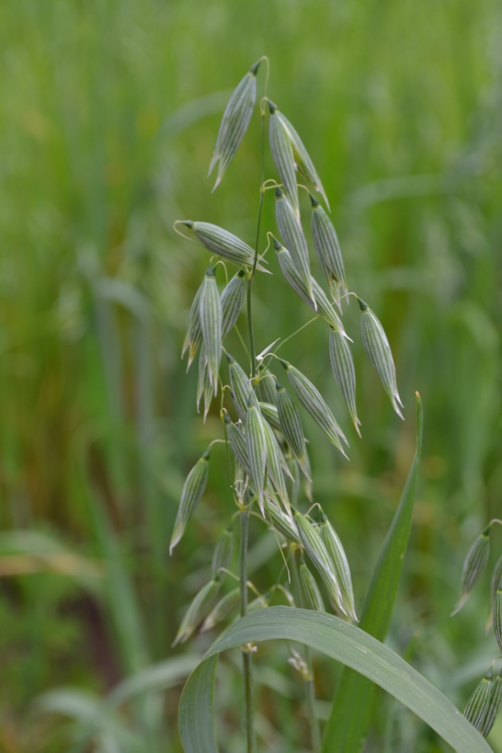 4 Tasty Avena Sativa Recipes To Try At Home | Herbal Academy | Learn when to use oatstraw and how to make it taste great with these 4 tasty Avena sativa recipes. Put oatstraw to use. We know you'll love it!