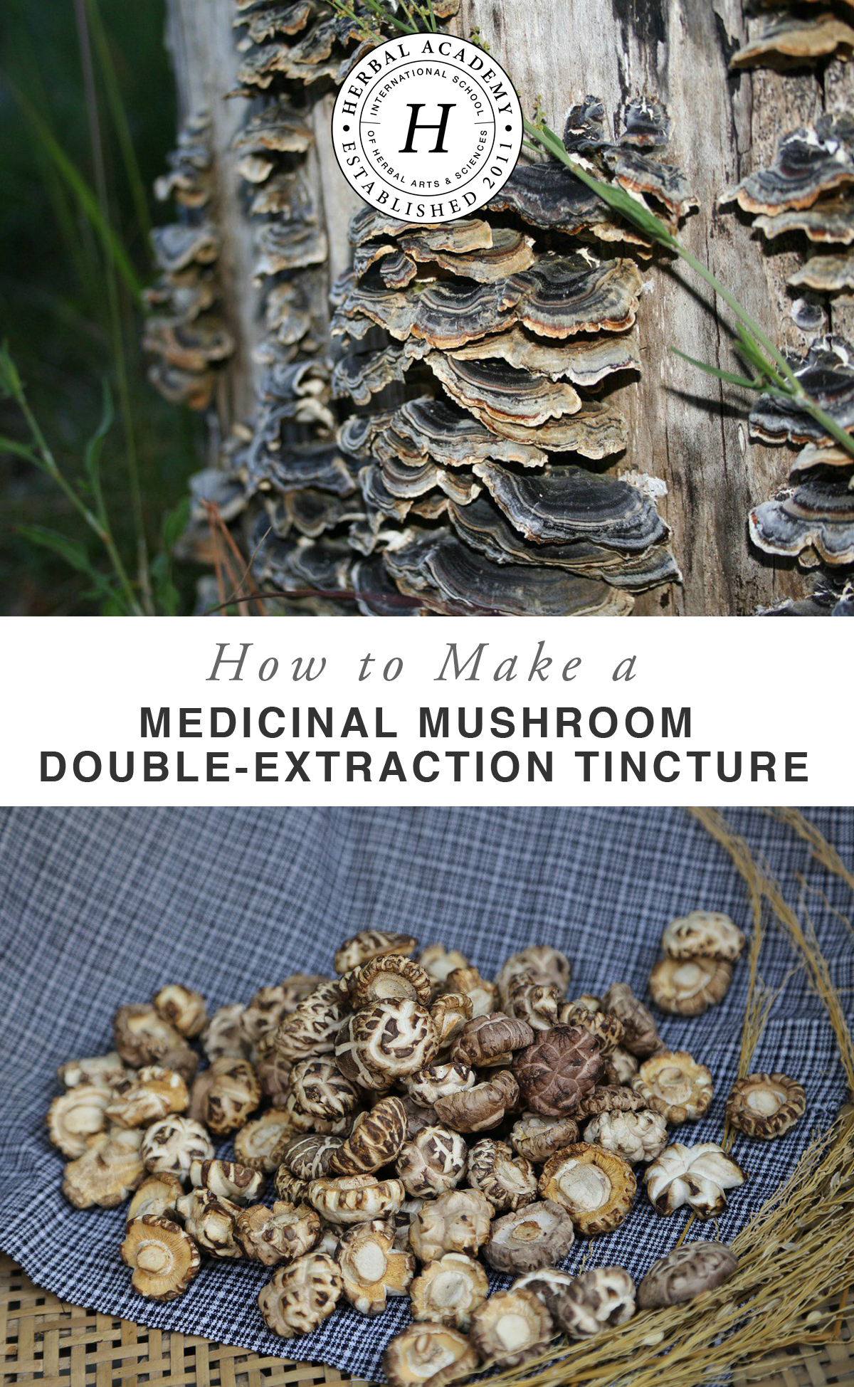 How To Make A Mushroom DoubleExtraction Tincture Herbal Academy