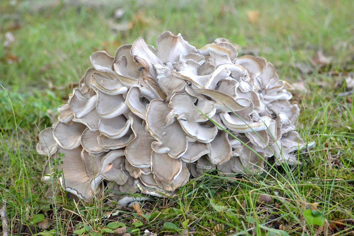 maitake mushrooms