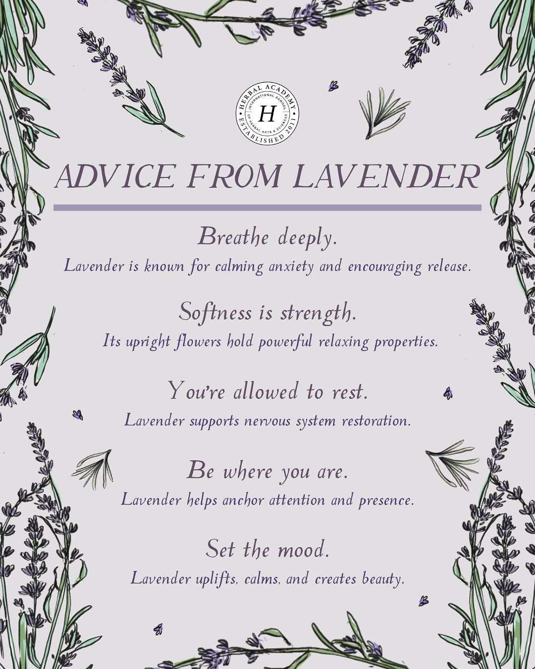 Lavender Essential Oil: A Must-Have For Every Natural Medicine Chest