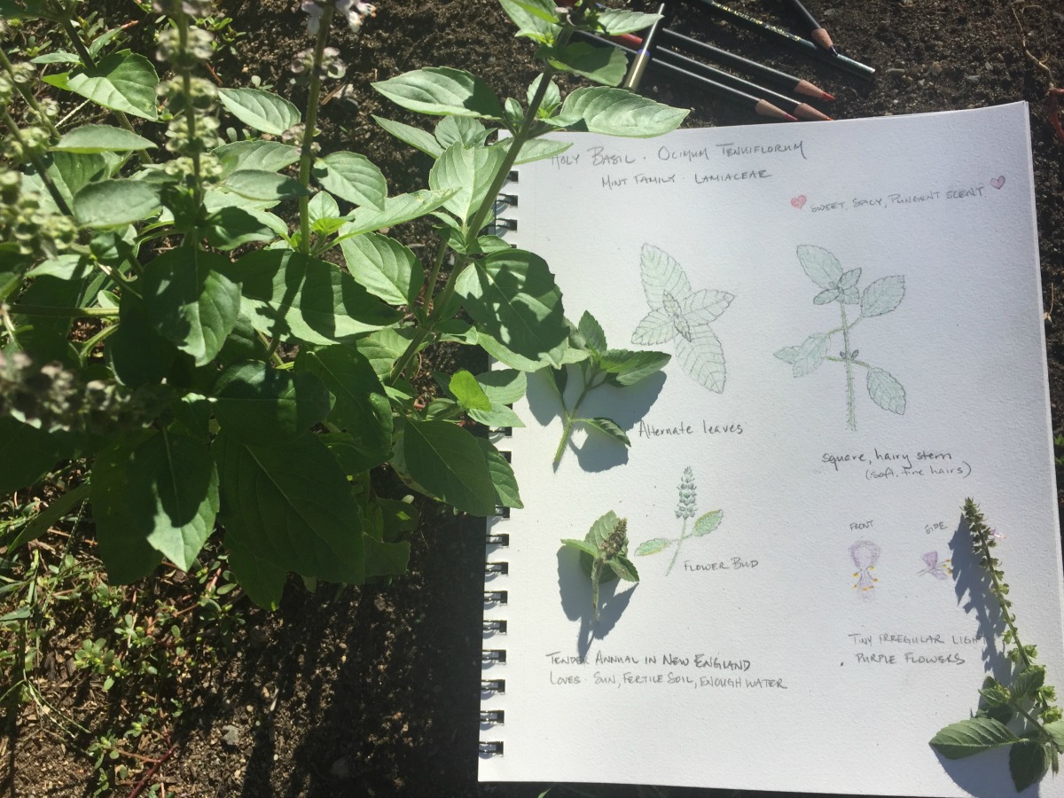 Creating a Local Materia Medica with Holy Basil | Herbal Academy | Holy basil is part of the mint family and is useful for fighting stress and aging. Learn the other many uses of this plant for your local materia medica!