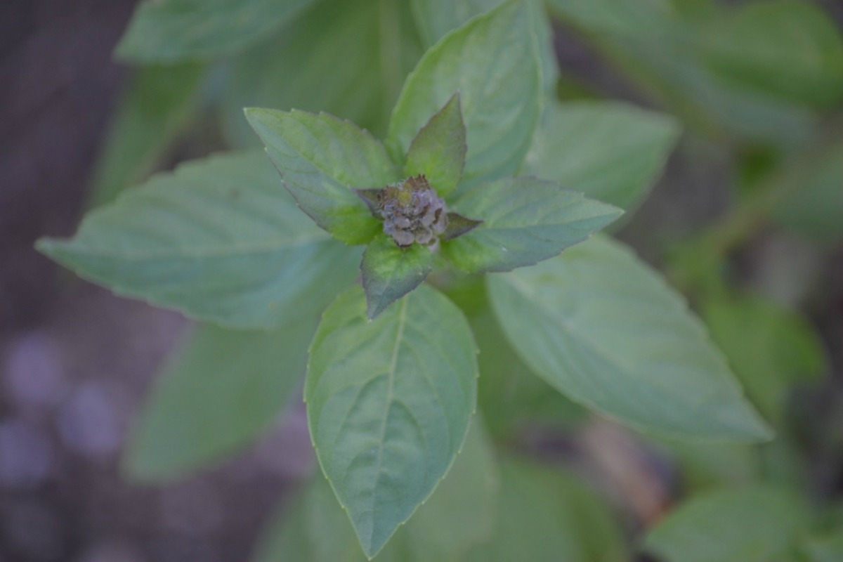 Creating a Local Materia Medica with Holy Basil | Herbal Academy | Holy basil is part of the mint family and is useful for fighting stress and aging. Learn the other many uses of this plant for your local materia medica!