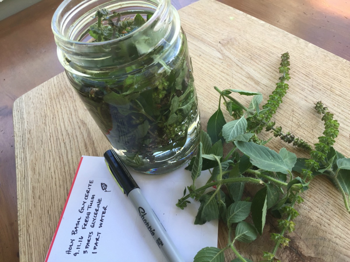 Creating a Local Materia Medica with Holy Basil | Herbal Academy | Holy basil is part of the mint family and is useful for fighting stress and aging. Learn the other many uses of this plant for your local materia medica!