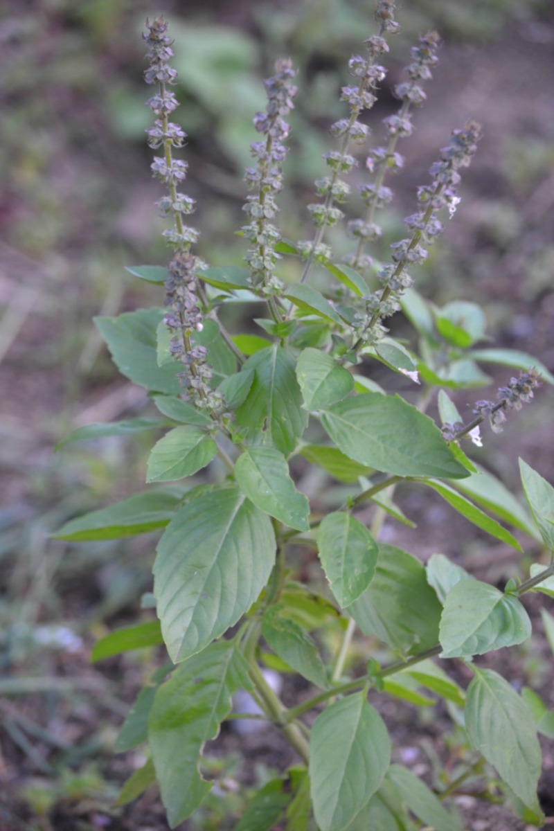 Creating a Local Materia Medica with Holy Basil | Herbal Academy | Holy basil is part of the mint family and is useful for fighting stress and aging. Learn the other many uses of this plant for your local materia medica!