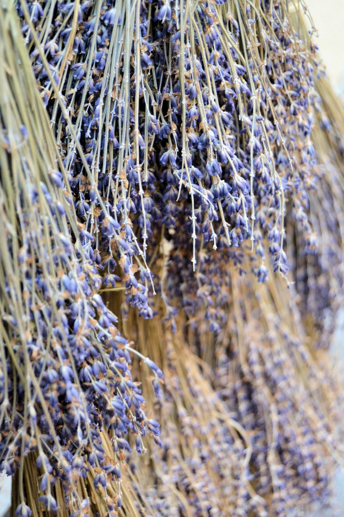 Lavender Essential Oil: A Must-Have For Every Natural Medicine Chest | Herbal Academy | Learn all about lavender essential oil and how to use it safely in your home and for your family's health.