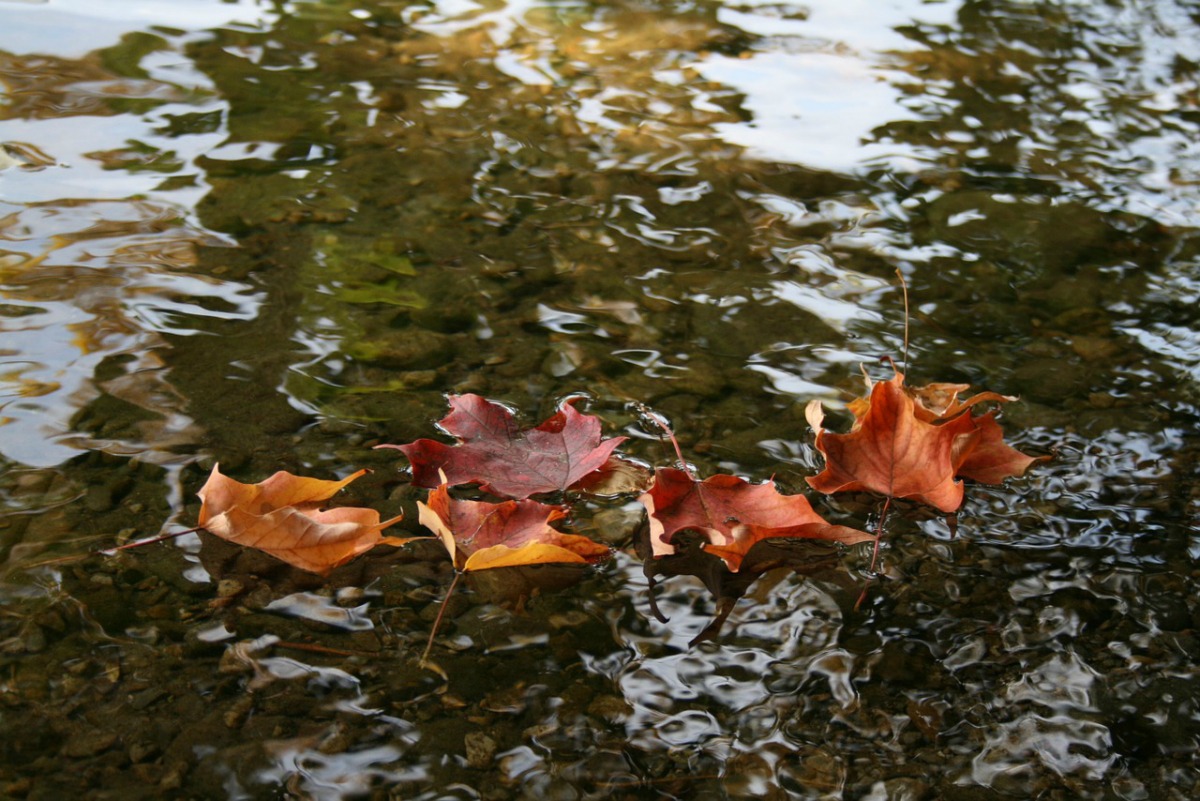 Autumn Energetics and Self-Care | Herbal Academy | When our body is in sync with autumn, we can use the autumn energetics to maintain balance and self-care.