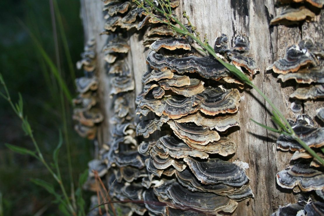 10 Amazing Mushrooms For Wellness (+ Free Mushroom Download) | Herbal Academy | Learn how you can use 10 amazing mushrooms for wellness, and get a free mushroom graphic download to help you remember them too.