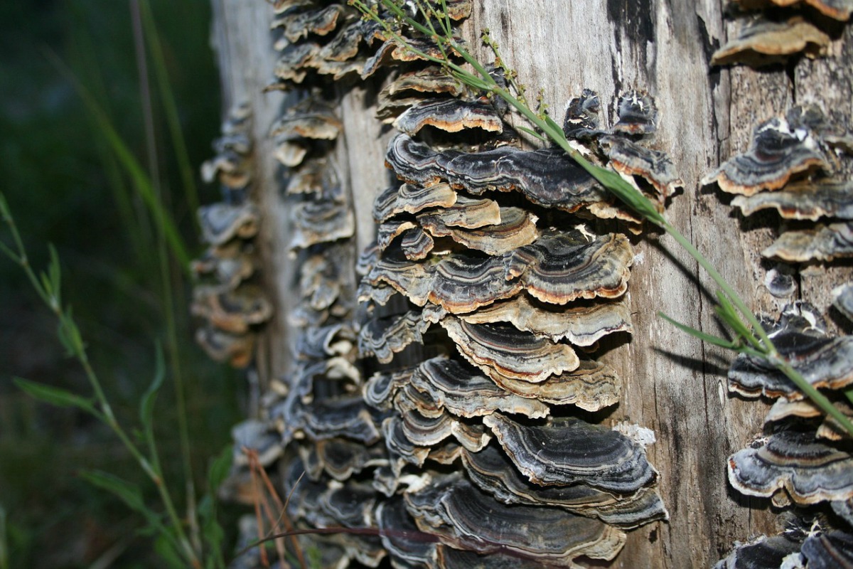 How To Make A Medicinal Mushroom Double-Extraction Tincture | Herbal Academy | Medicinal mushroom has a long history in traditional medicine. Learn how to make your own medicinal mushroom double-extraction tincture.