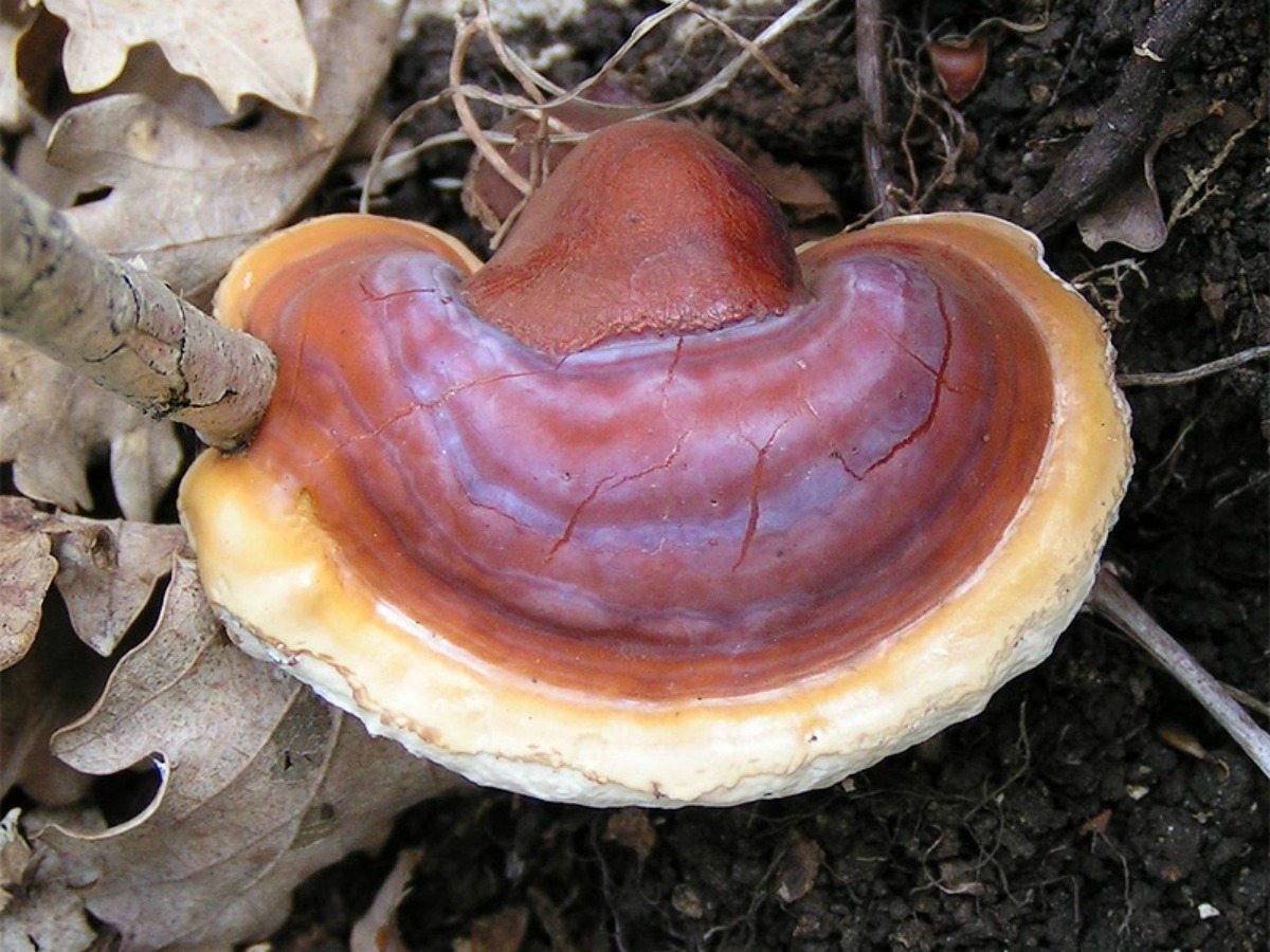 reishi mushroom growing in the wild