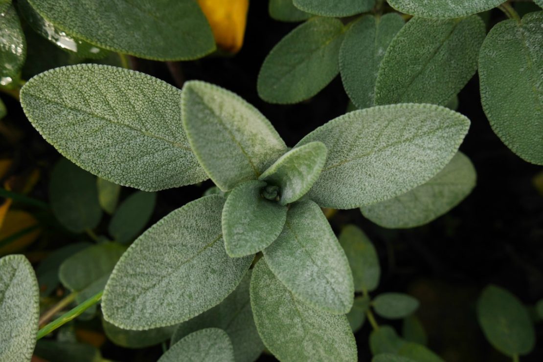 Sage Throughout the Ages | Herbal Academy | Come learn about sage throughout the ages including how modern day herbalists and herbalists of the past used it for health and healing.