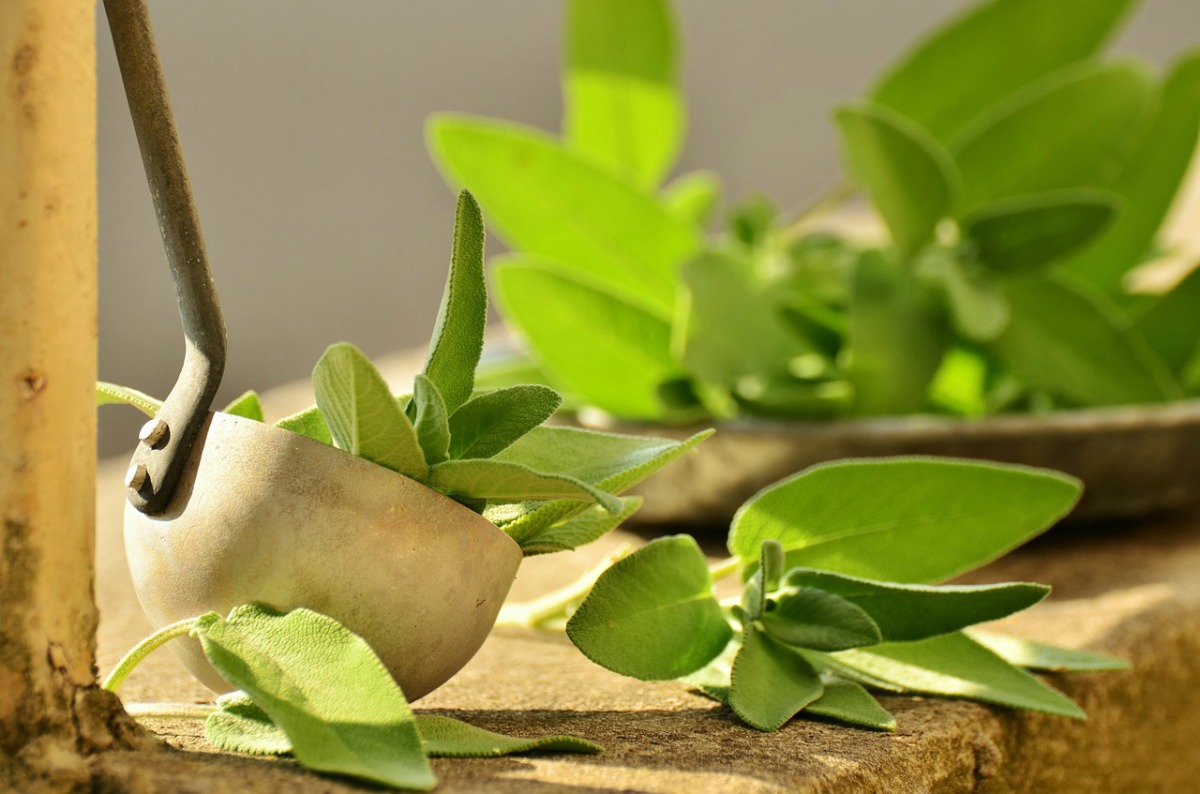 Sage Throughout the Ages | Herbal Academy | Come learn about sage throughout the ages including how modern day herbalists and herbalists of the past used it for health and healing.