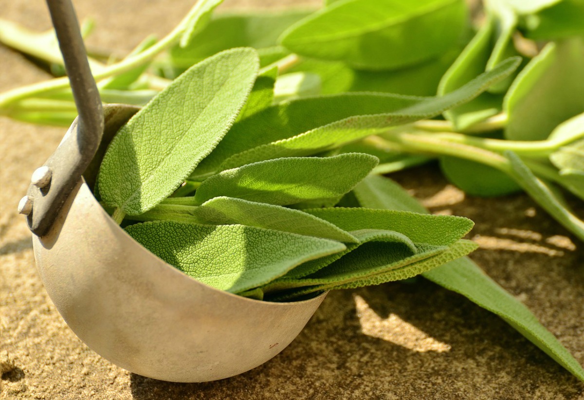 Sage Throughout the Ages | Herbal Academy | Come learn about sage throughout the ages including how modern day herbalists and herbalists of the past used it for health and healing.