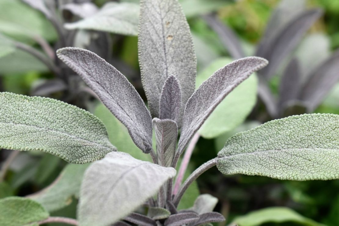 3 Last-Minute Ways To Use Sage Before The Growing Season Ends | Herbal Academy | If you’re looking for ways to use your fresh sage before cold weather comes and the harvest period passes, here are 3 last-minute ways to use sage.