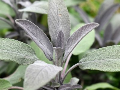 3 Last-Minute Ways To Use Sage Before The Growing Season Ends | Herbal Academy | If you’re looking for ways to use your fresh sage before cold weather comes and the harvest period passes, here are 3 last-minute ways to use sage.