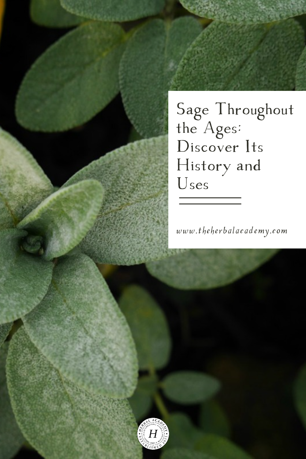 Come learn about sage throughout the ages, including how modern-day herbalists and herbalists of the past used it for health and well-being.
