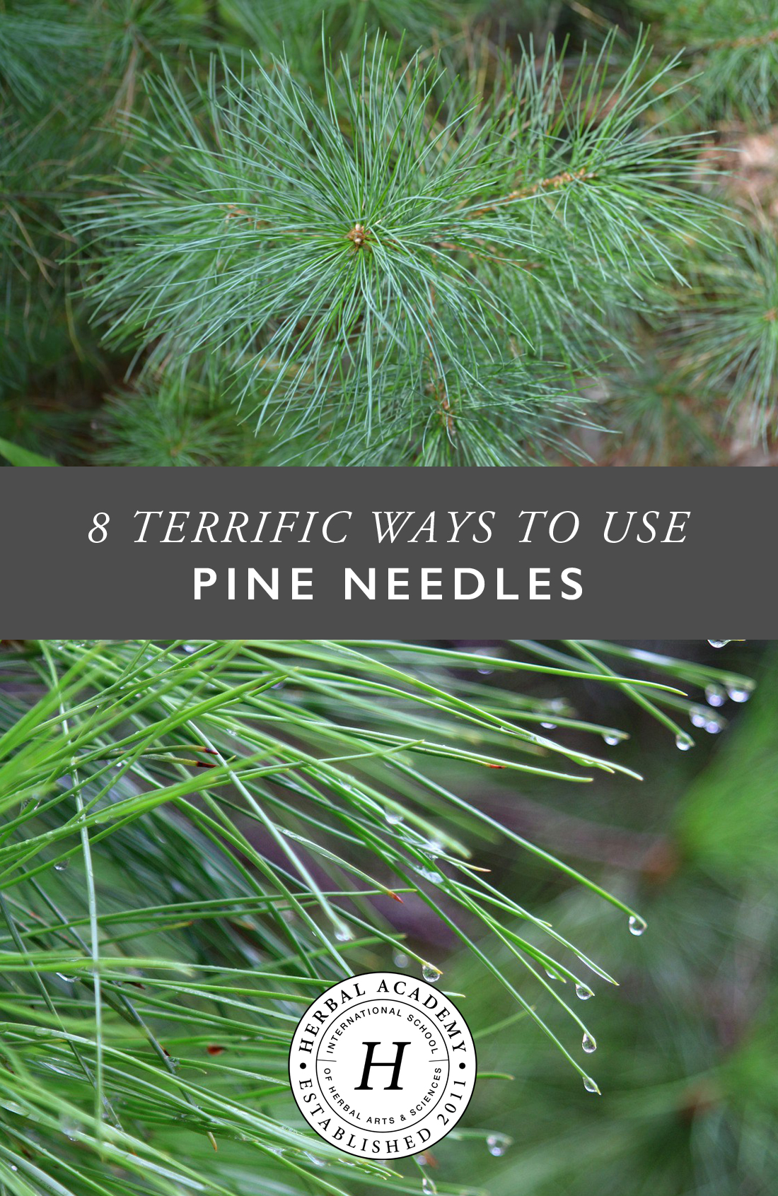 8 Terrific Ways to Use Pine Needles - by Herbal Academy