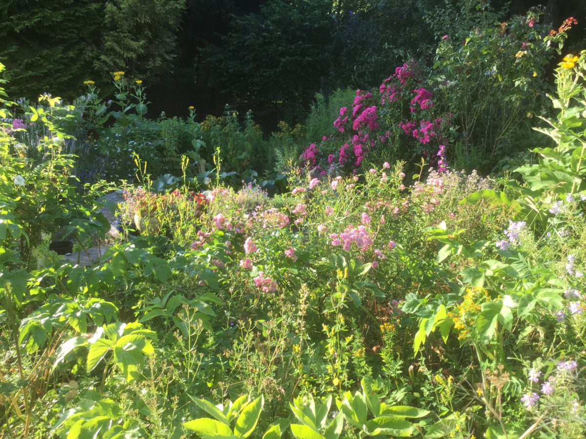 Teacher Feature: Anne McIntyre | Herbal Academy | This month's teacher feature is an interview with herbalist Anne McIntyre where she shares her love for herbs, teaching, and her future plans with us.