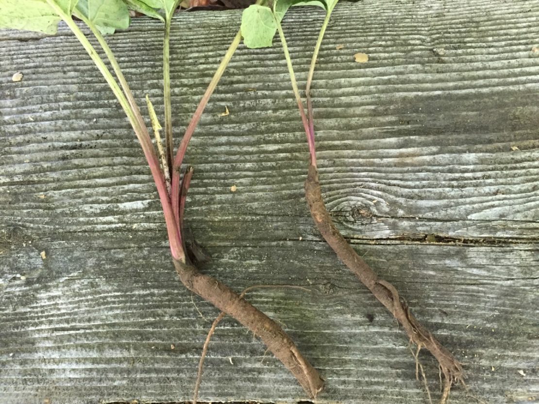 Creating a Local Materia Medica with Burdock – Herbal Academy