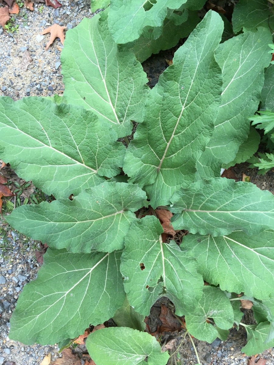 Creating a Local Materia Medica with Burdock | Herbal Academy | Learn how you can use burdock for food and medicine as part of your local materia media.