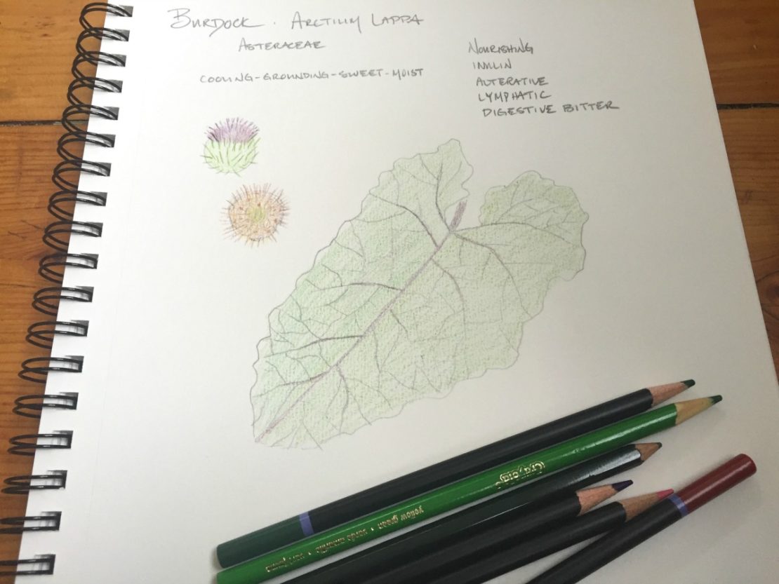 Creating a Local Materia Medica with Burdock | Herbal Academy | Learn how you can use burdock for food and medicine as part of your local materia media.