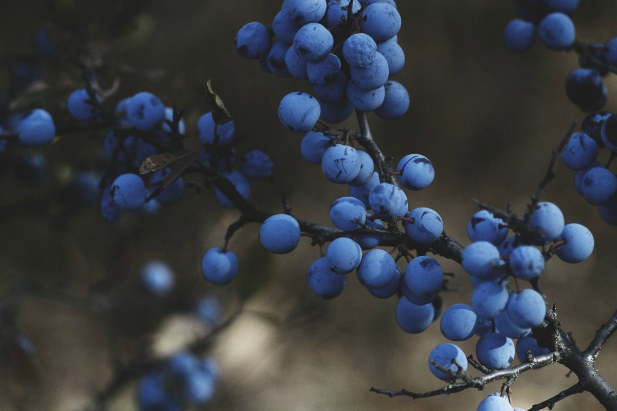 Conseils pour équilibrer le 6e chakra ou le troisième œil | Herbal Academy | Apprenez ce qu'est le chakra du troisième œil et des conseils pour l'équilibrer avec des herbes et la nature.