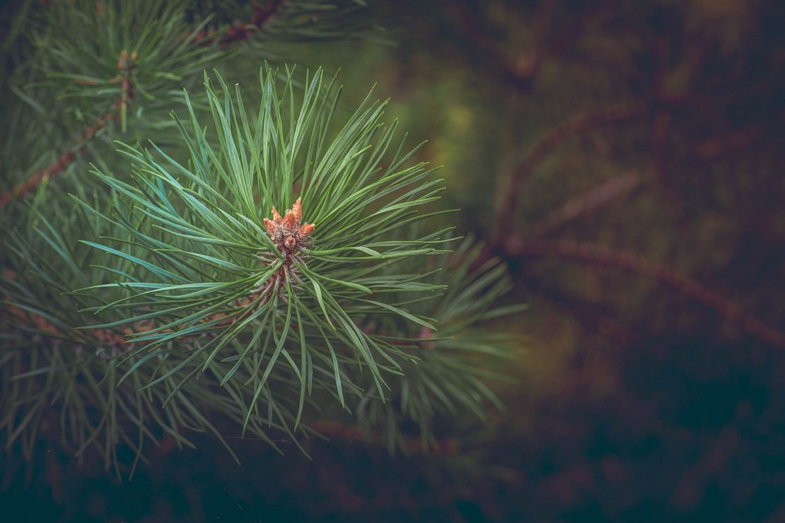 8 Ways To Use Pine Needles | Herbal Academy | Pine needles can be used for a variety of ailments, as food, for making crafts, and even in the garden. Let us teach you 8 ways to use pine needles.